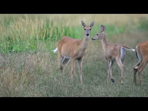 Nikon D-850; a capable camera Nikon D-850 with the Sigma 150-600mm lens.