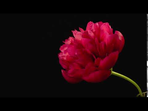 red flower blooming - 4k Premium video footage