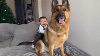 When Your Baby and Big Dog Become the Sweetest Duo Ever!
