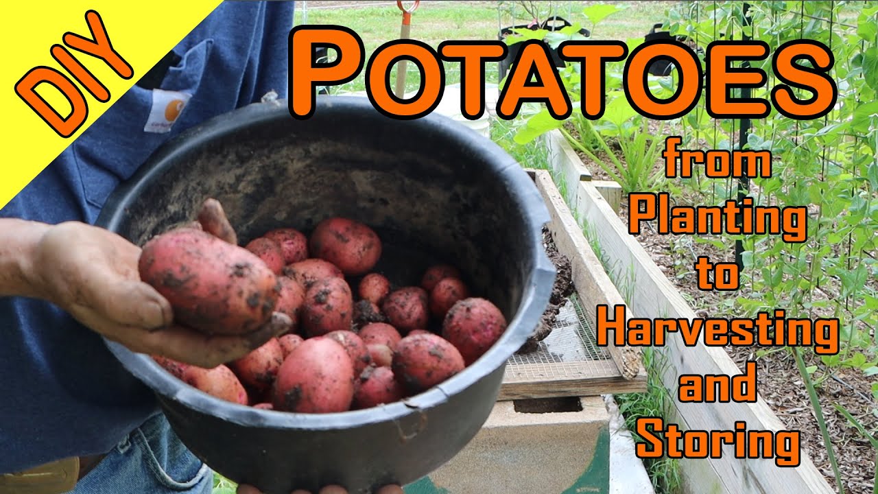 Potatoes from Planting to Harvesting and Storing.
