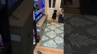 Video preview image #1 American Pit Bull Terrier Puppy For Sale in Rockville, MD, USA