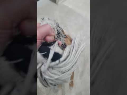 Dog vs Hawk Shadow Dancing