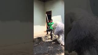 Download lagu Kak Jihan minta tolong ke abangnya saat dikejar can macanan mp3