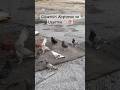 Pigeon Training And Flying