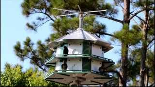 Sunday Morning ~ Michael Franks