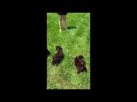 Cooper - Goldendoodle puppy for sale