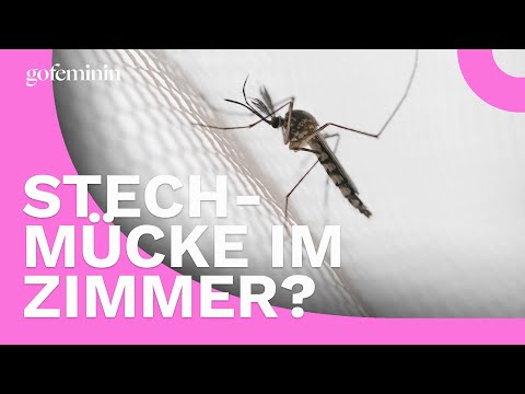 Stechmücke im Zimmer? So findet ihr den Plagegeist