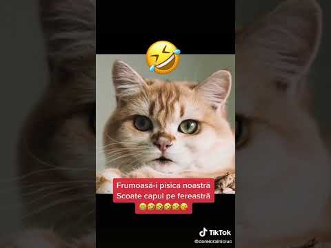 frumoasa-i pisica noastră 🤣🤣🤣