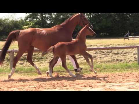 KN 51 Hollister Hf v. Hickstead White - Cascadello I