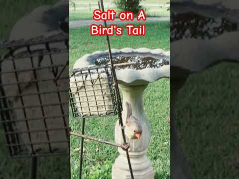 The Art of Salting a Bird's Tail | Vibepedia