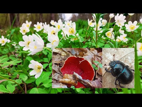Chodźcie do lasu ! Jest Pięknie ! Dywan z Zawilca , Przyłaszczka i inne zjawiskowe gatunki przyrody