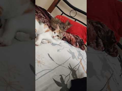 Kittens#cuteanimals #kitten #cutepets #whitecat #catbaby #cute #kitten #greycats