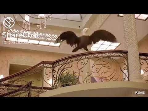 Aman baazigar funny senses