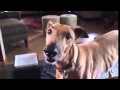Chainsaw Dog