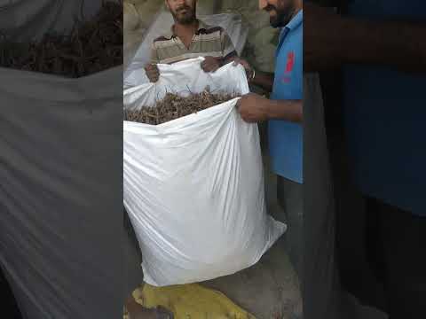 Akarkara Roots - Pellitory - Akalkara Jad - Anacyclus Pyrethrum