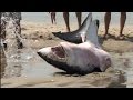 GREAT WHITE SHARK BEACHES IN CAPE COD ...