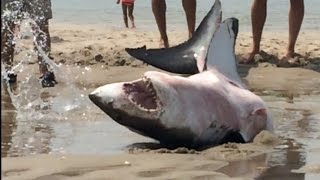 GREAT WHITE SHARK BEACHES IN CAPE COD Amazing Footage!!!