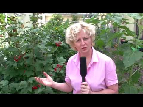 Nalewka z aronii - Nasza Odwaga - Nasze Zdrowie #38