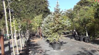 США 611: Питомник растений - Часть вторая