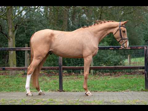 Caspian RH Z (COMILFO PLUS Z x ANDIAMO) - Video 10 video thumbnail