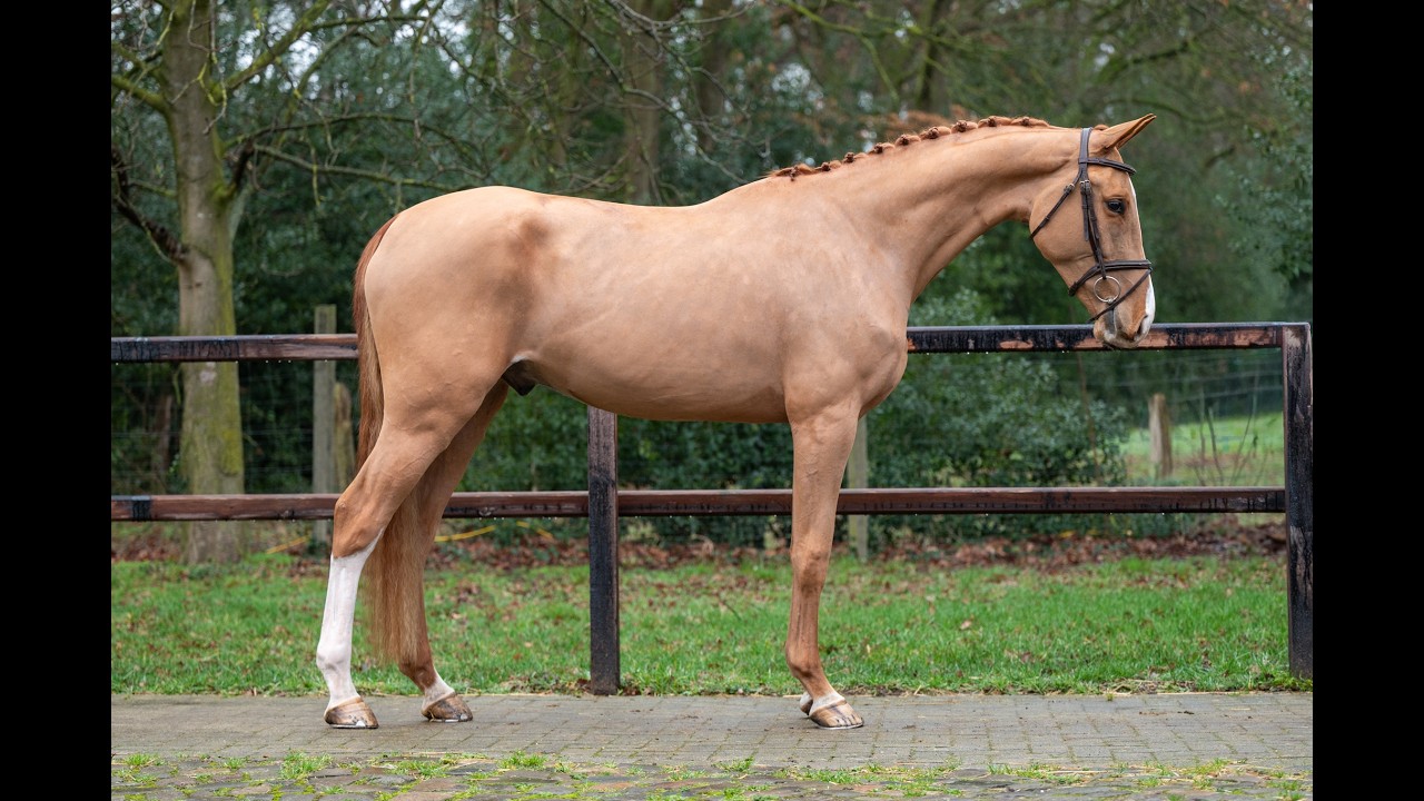 Caspian RH Z (COMILFO PLUS Z x ANDIAMO) video 1