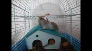preview picture of video 'hamster mengumpulkan makanan'