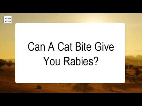 Can A Cat Bite Give You Rabies - YouTube