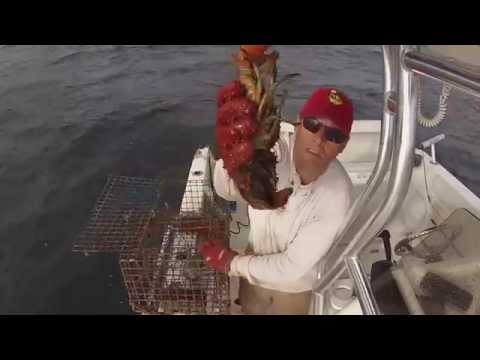 download lagu mp3 mp4 Cape Cod Fish And Lobster, download lagu Cape Cod Fish And Lobster gratis, unduh video klip Cape Cod Fish And Lobster