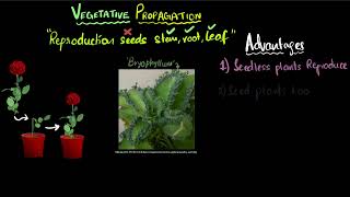 Vegetative propagation  | Reproduction | Class 10 Biology | Khan Academy