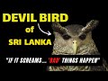 The Devil Bird Of Sri Lanka