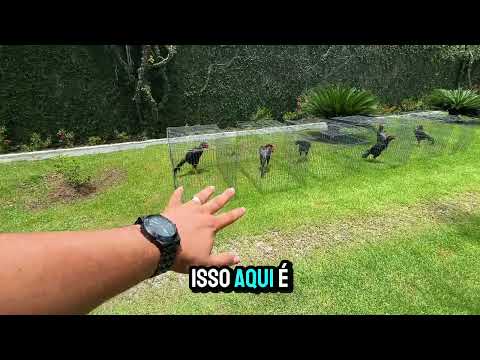 GALOS REPRODUTORES - GALO MURA