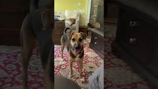 Video preview image #1 Mutt Puppy For Sale in Ridgefield, CT, USA