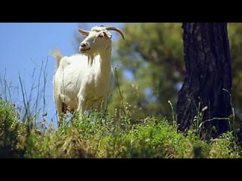 download lagu mp3 mp4 Goat Meat Recipes Jamie Oliver, download lagu Goat Meat Recipes Jamie Oliver gratis, unduh video klip Goat Meat Recipes Jamie Oliver