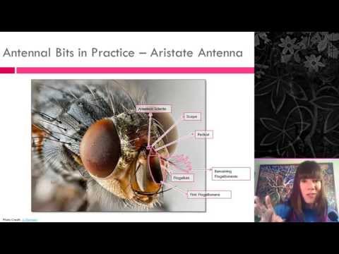Insect External Morphology