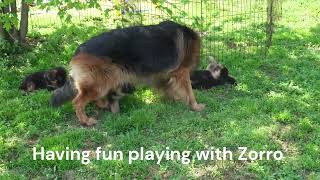 Video preview image #3 German Shepherd Dog Puppy For Sale in CHRISNEY, IN, USA