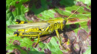 Bijbelstudie Joël als geheel