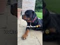 Come on dad he does look like you🤣  🥰 #Shorts #rottweiler #dogs