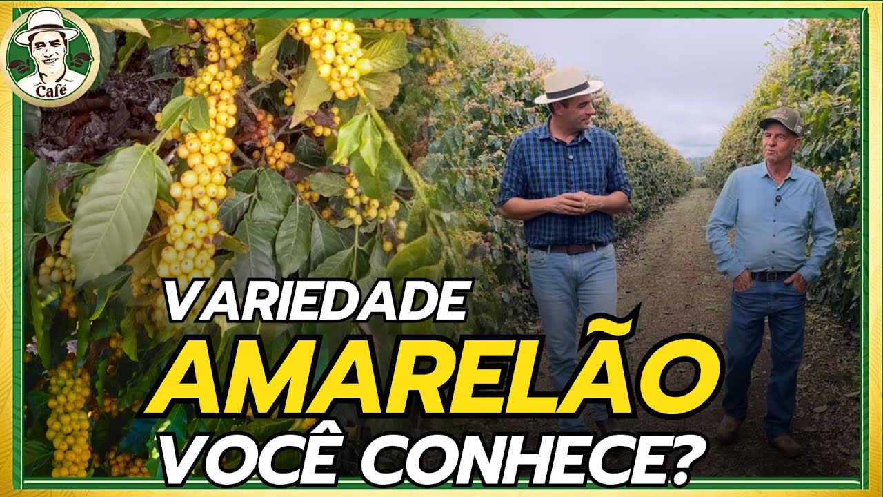 Conheça a cafeicultura da Chapada de Minas.