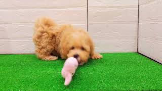 ハーフ犬の動画01