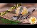 Namoros animais