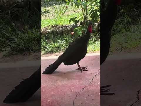 Penelope purpurascens pava crestada sejal Cumaribo Vichada