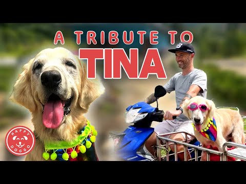 A Tribute To Tina - The Golden Retriever Who Changed The World For The Better