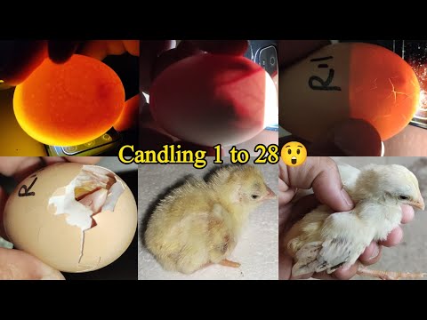 Chicken Egg Candling Day 1-21 | Chicken Embryo Development | Egg Hatching