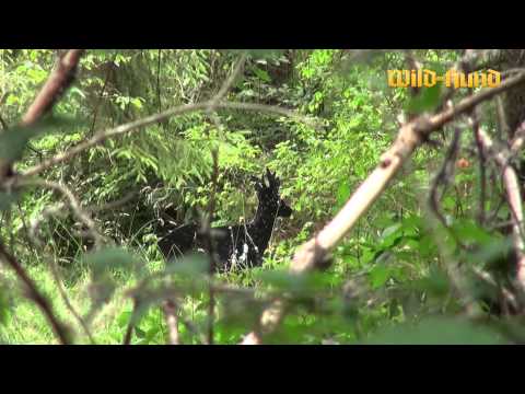 Richtig pirschen mit Andreas Bach (Wild und Hund aktiv)