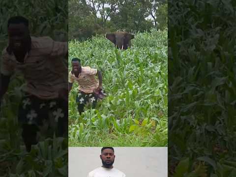 The Elephant and the village youths