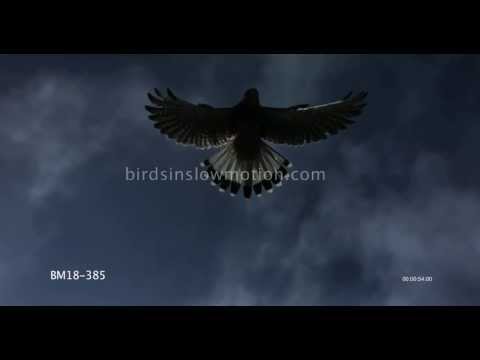Kestrel Slow Motion Hovering and Flying shot with Phantom HD Gold