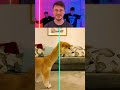 Funny Animals