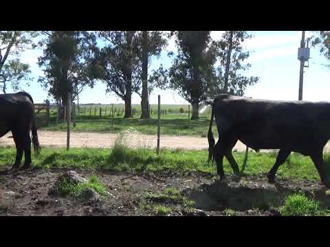 Lote 3 Toros, Lavalleja