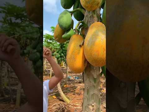 fresh mango || fresh mango juice || fruity flavors