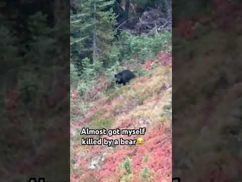 Almost got myself killed by a bear 😂